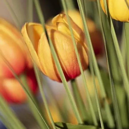 Lillys Beachhouse דנגסט