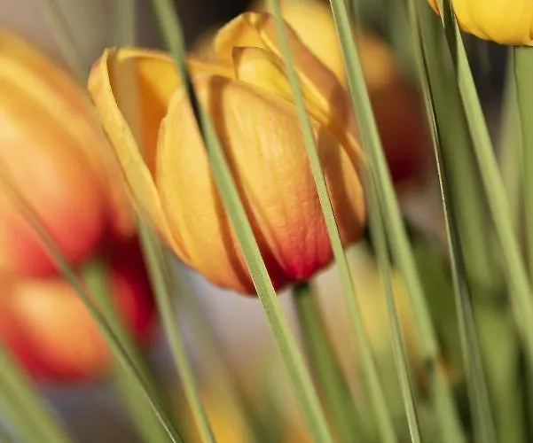 Lillys Beachhouse Dangast